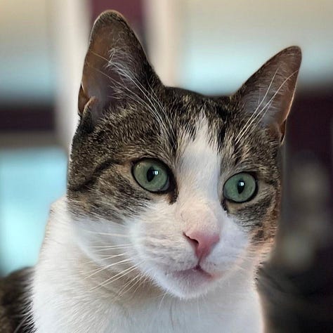 A gallery of 6 close cropped images of Fritz's face from images from the post.