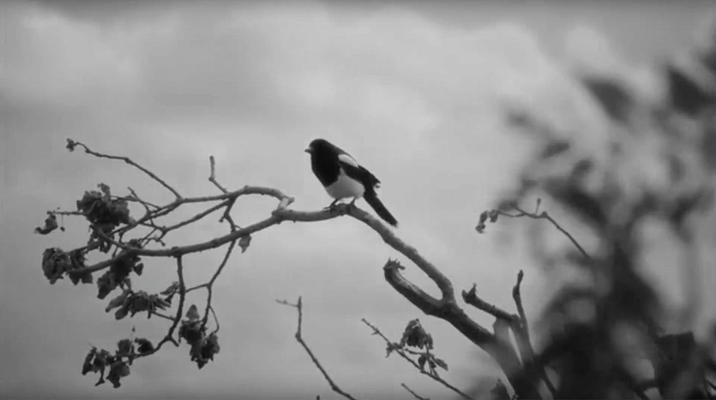 Detectorists, Layered Timeslips, Albion in the Overgrowth, The Unthanks ...
