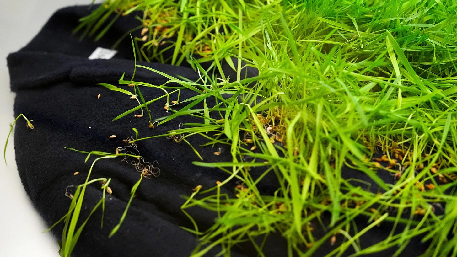 𝓶𝓪𝓽𝓽 on X: "Loewe Grass Coat SS23 https://t.co/dnXmQEiDCc" / X