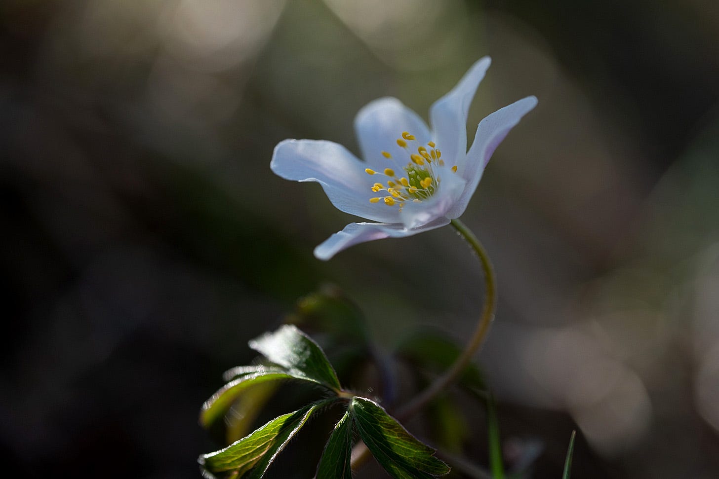 The delicate white flowers and dissected green leaves of wood anemone (Anemone sylvestris) in dappled sunlight