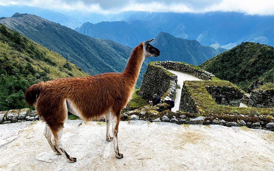 Machu Picchu
