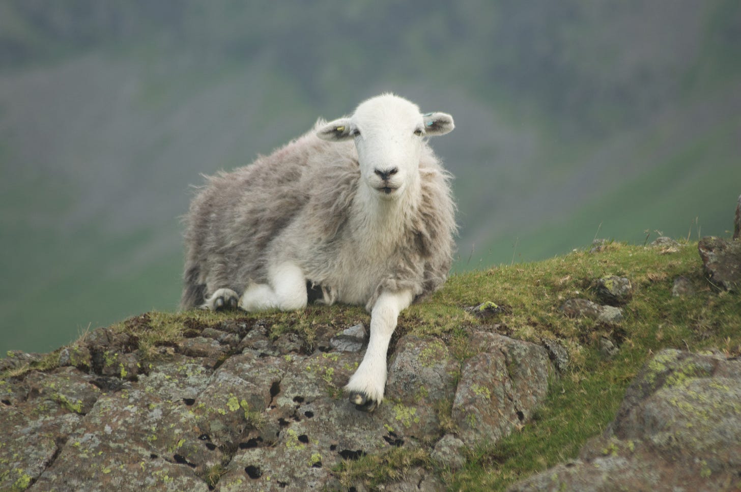 sheep on grassy rock