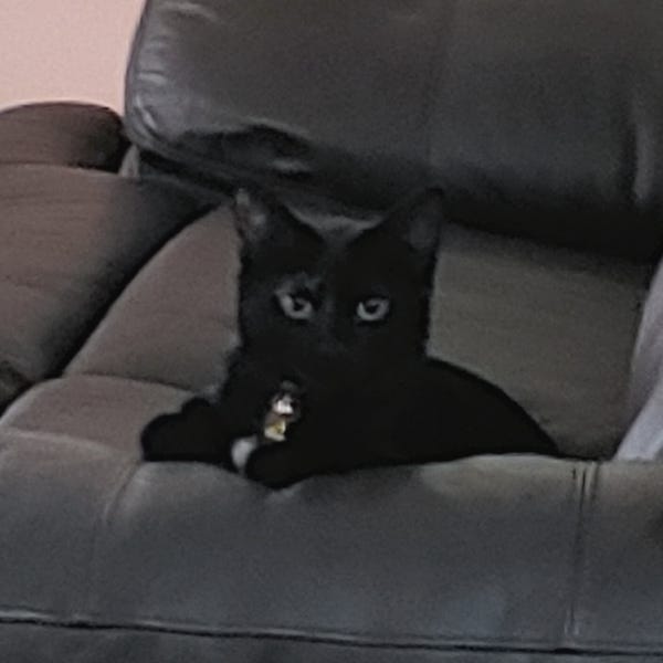 Pepper is not allergic to being cute. Look at that adorable face!