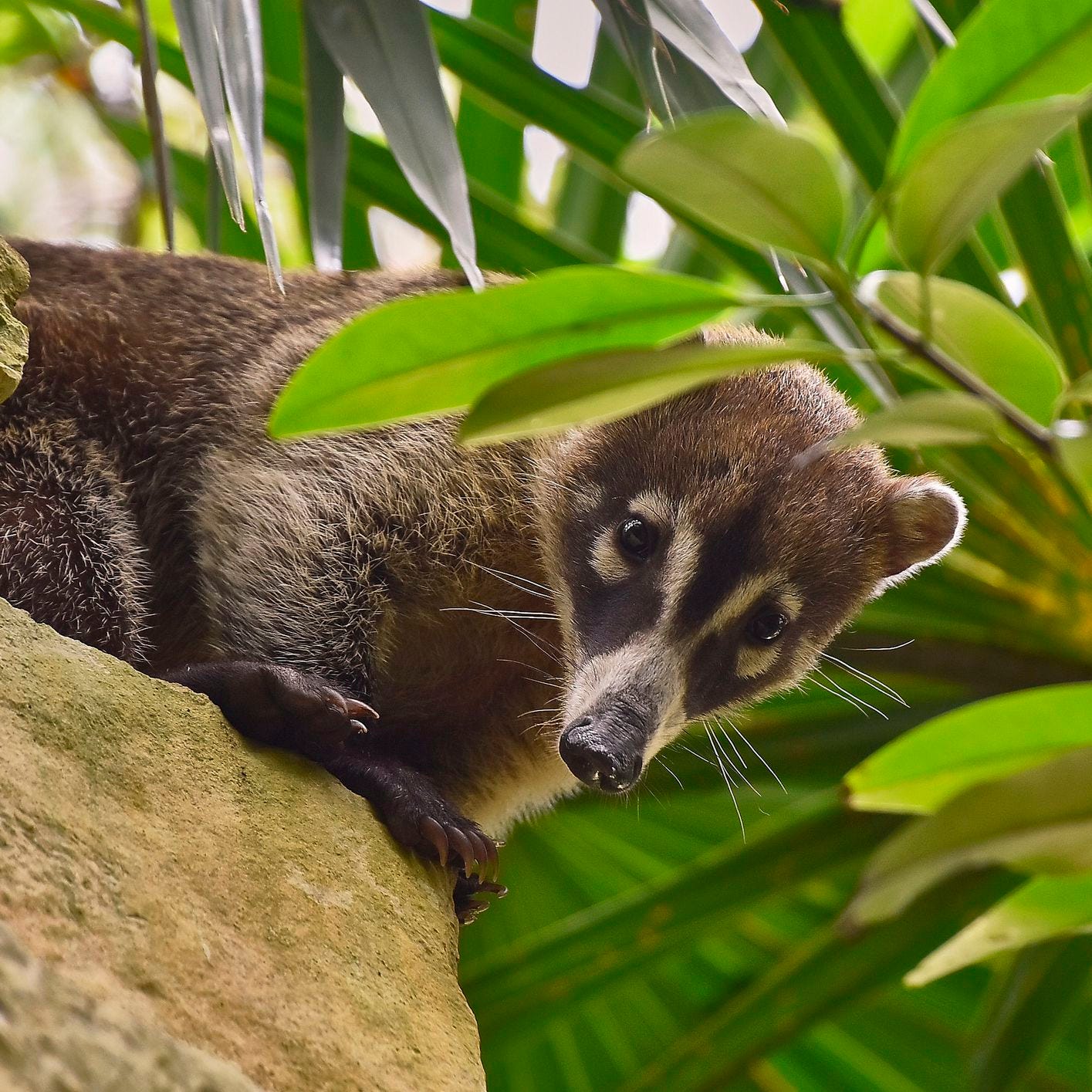 11 Interesting Coatimundi Facts