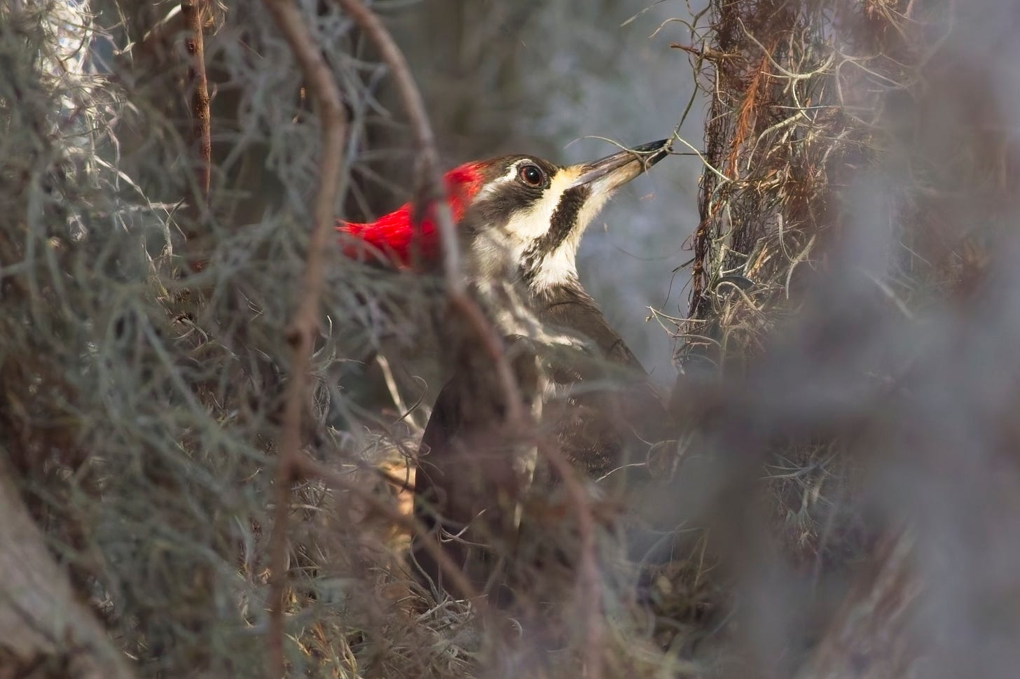 A female pileated woodpecker, shown in profile, in the midst of pecking at a tree that is covered in curly gray Spanish moss. More Spanish moss hangs like a curtain over nearly all of the photo; the bird is viewed through a gap in the Spanish moss that partially obscures her body. Most of her bright red, pointed crest and black-and-white-striped face are visible. Her eye is brown with a large black, round pupil, and her long, pointed bill is gray. Her body is coal black. Her head is slightly tilted back as though her focused eye is turned not just to the tree, but upwards.