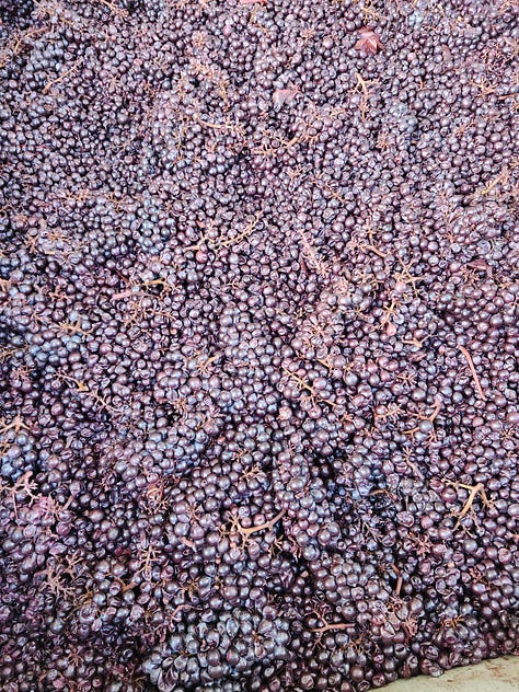 Images of winemakers and wine making equipment