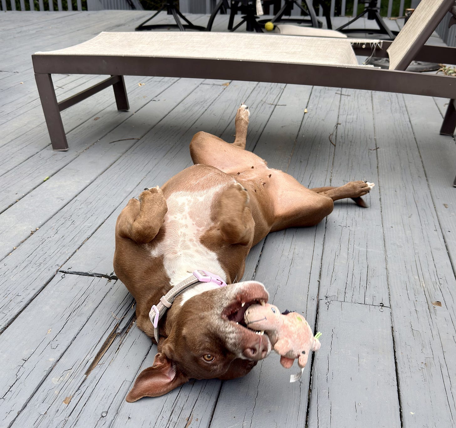 Greta lying on her back on the deck, chewing a stuffed toy