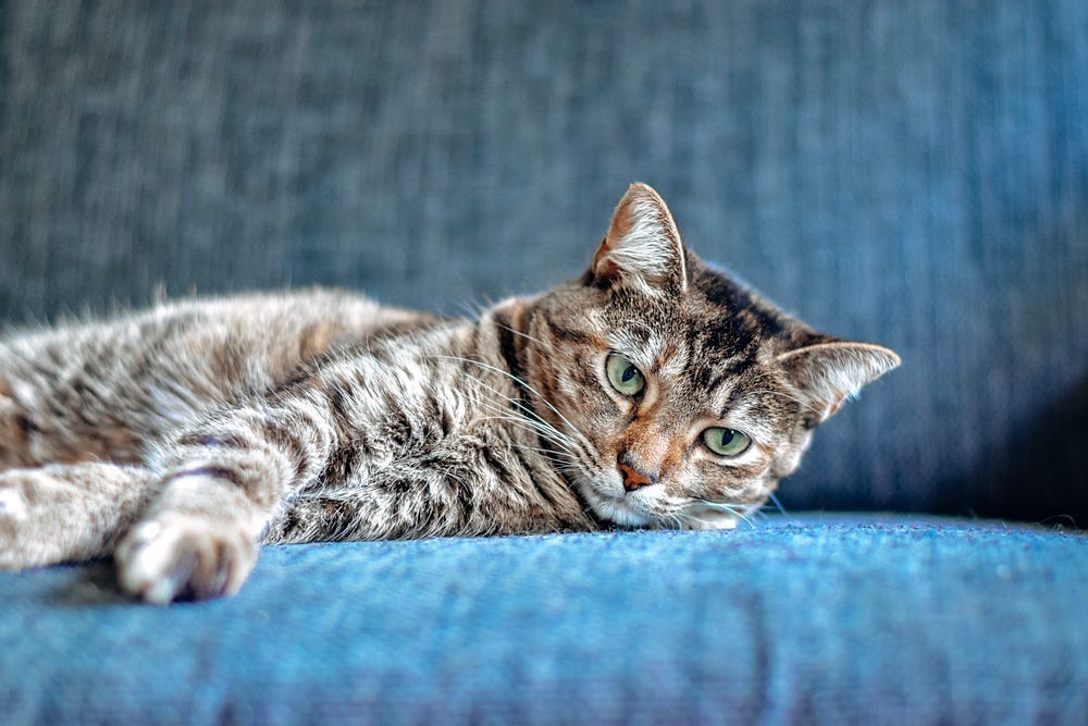 a tabby cat lying on a blue chair a tabby cat lying on a blue chair