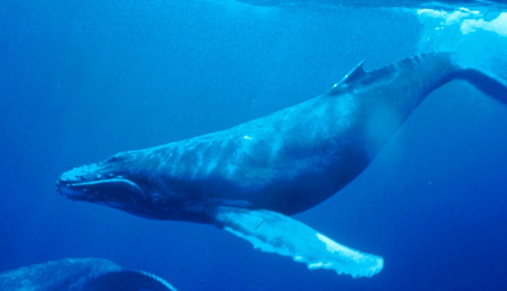 Humpback whale - Wikipedia Humpback whale - Wikipedia