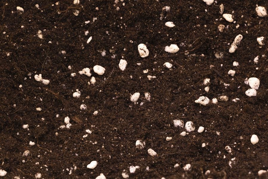 perlite in potting soil