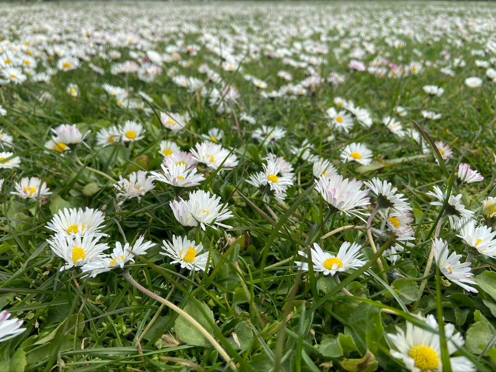 Bellis perennis | common daisy