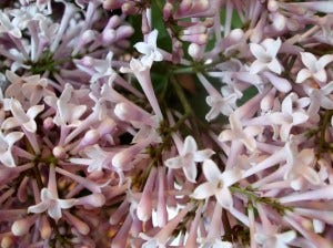 nose in lilac