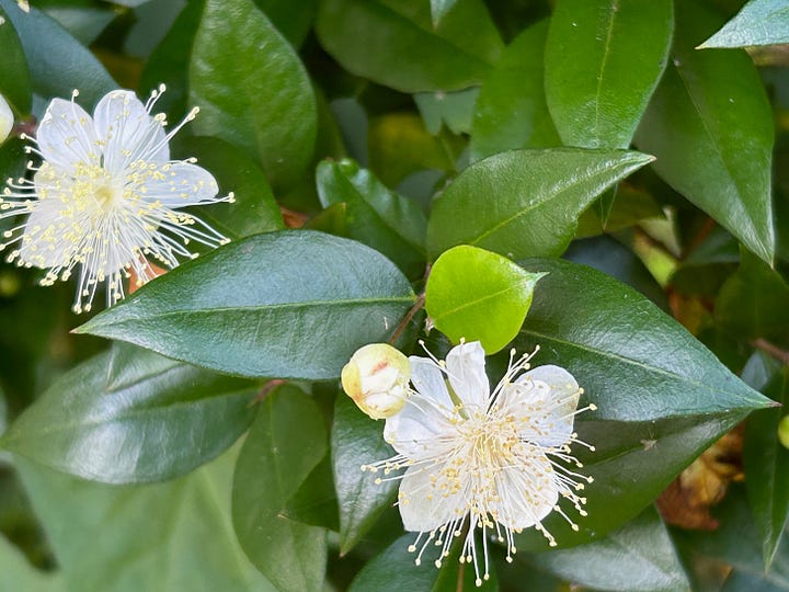 Delicate white myrtle flowers and leafy stems