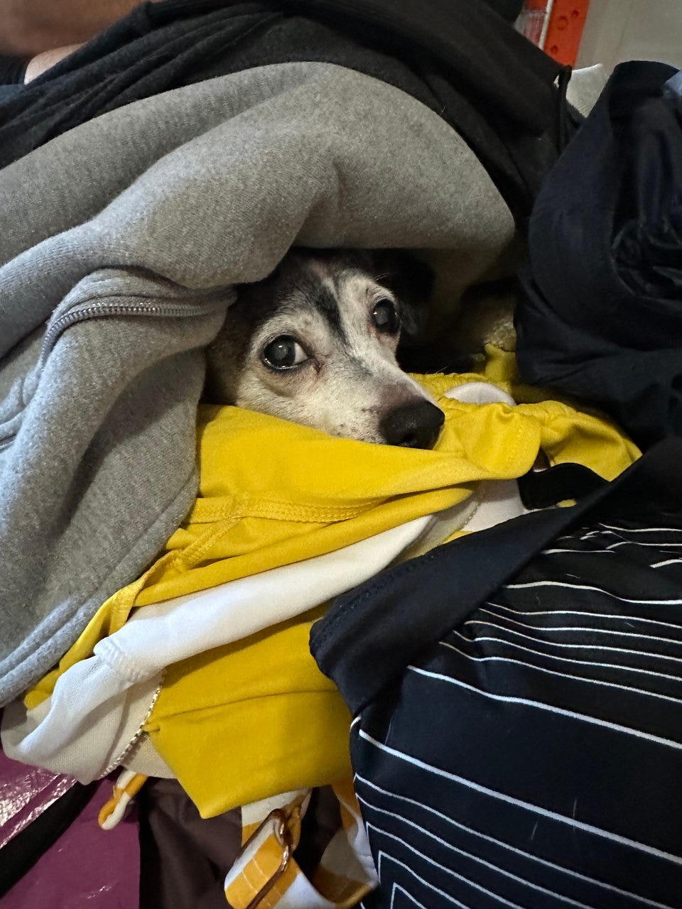 A black and white chihuahua mix; only his small head showing in a pile of clothes, ears not visible. A black and white chihuahua mix; only his small head showing in a pile of clothes, ears not visible.