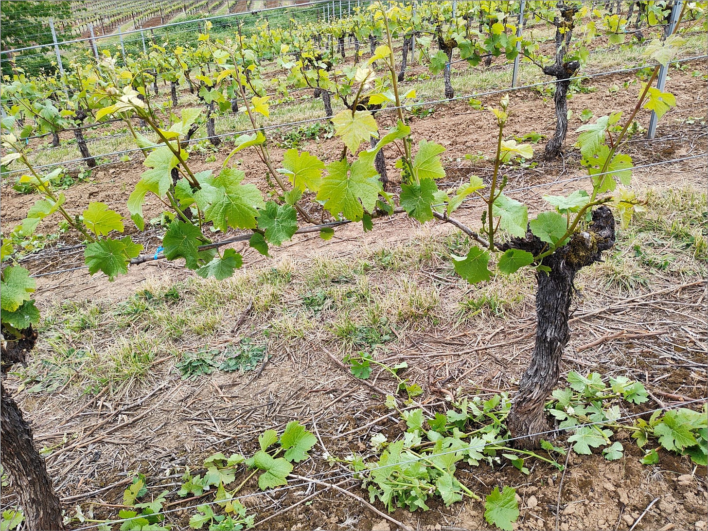 Pinot Noir vine after shoot spacing, open for sunshine and airflow.