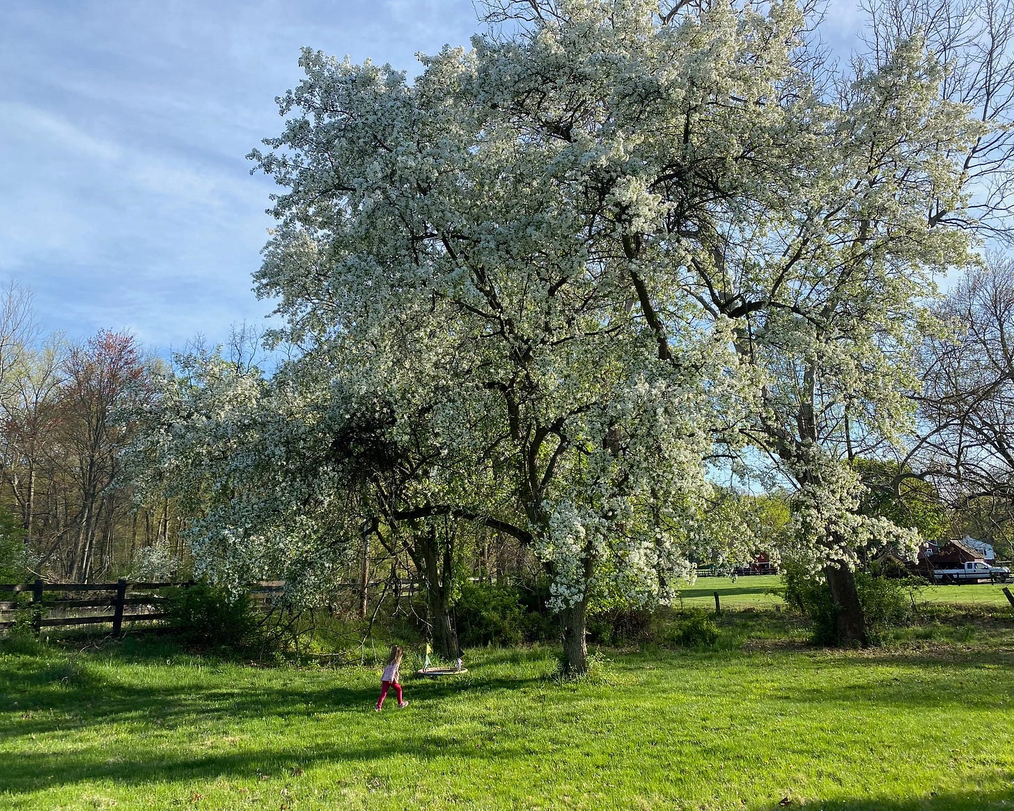 Crabapple in bloom