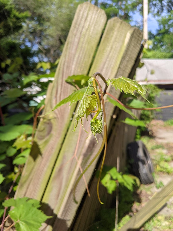 The first/top two photos are before cleaning and trimming earlier this week and the second/bottom two photos are from today. Grape vines on an old unpainted wood fence.