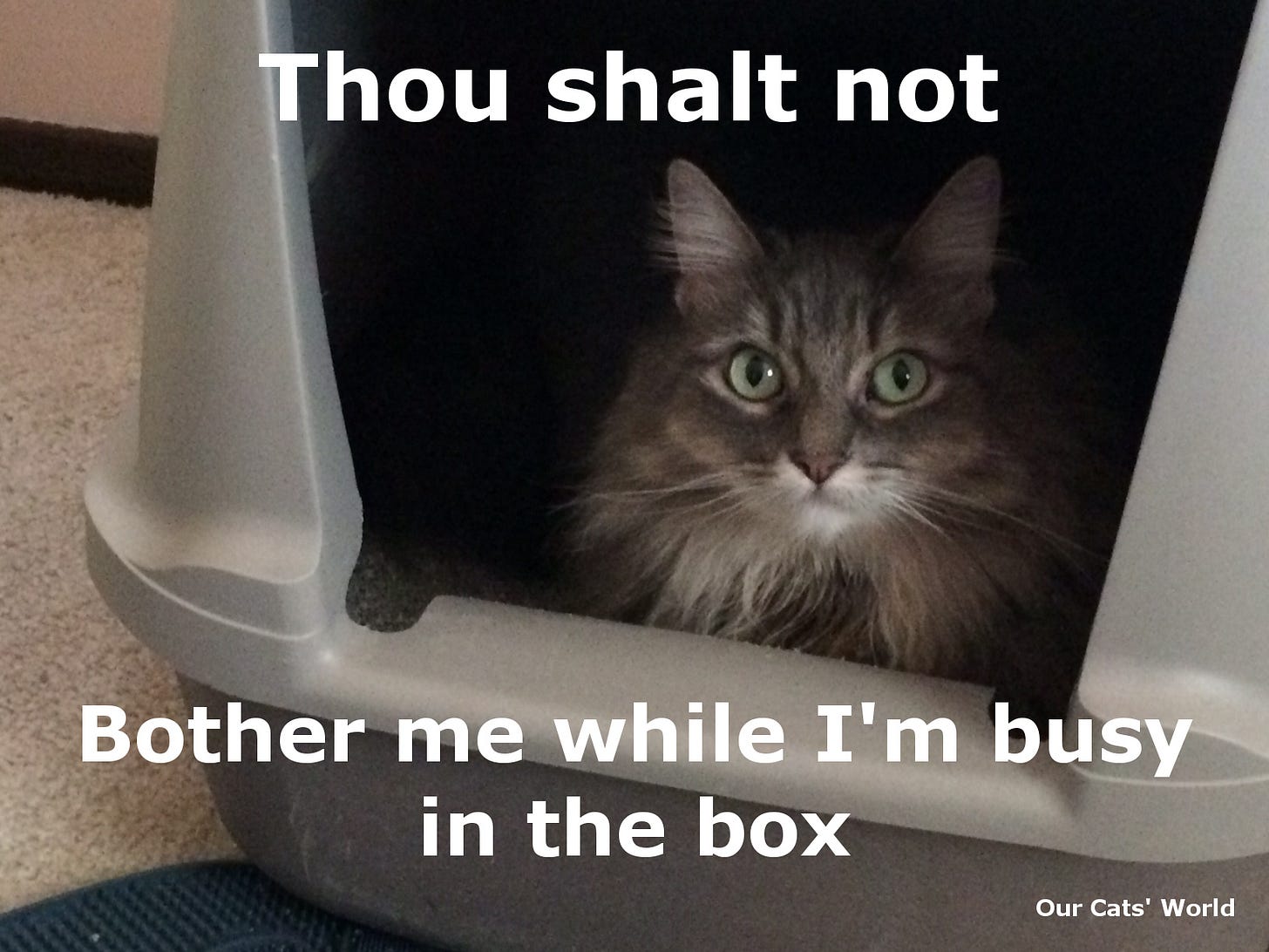 Kali_What_Litter_Box_Feline_Commandment Kali_What_Litter_Box_Feline_Commandment