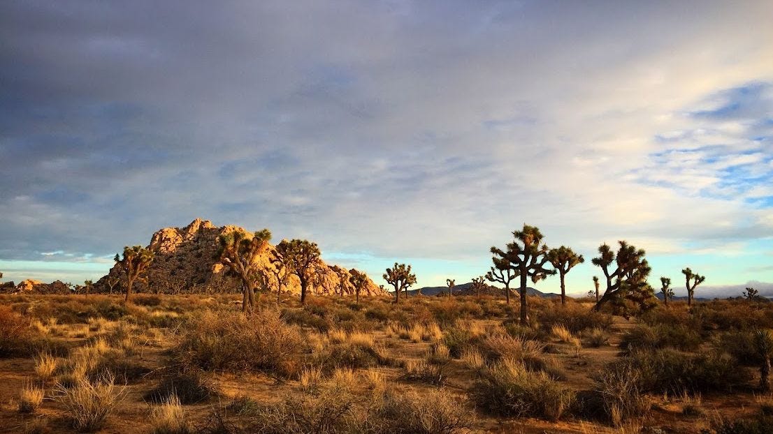 Image: A partially cloudy sky above desert scrub bushes and the spiky arms of Joshua Trees. A small rocky hill dots the background.