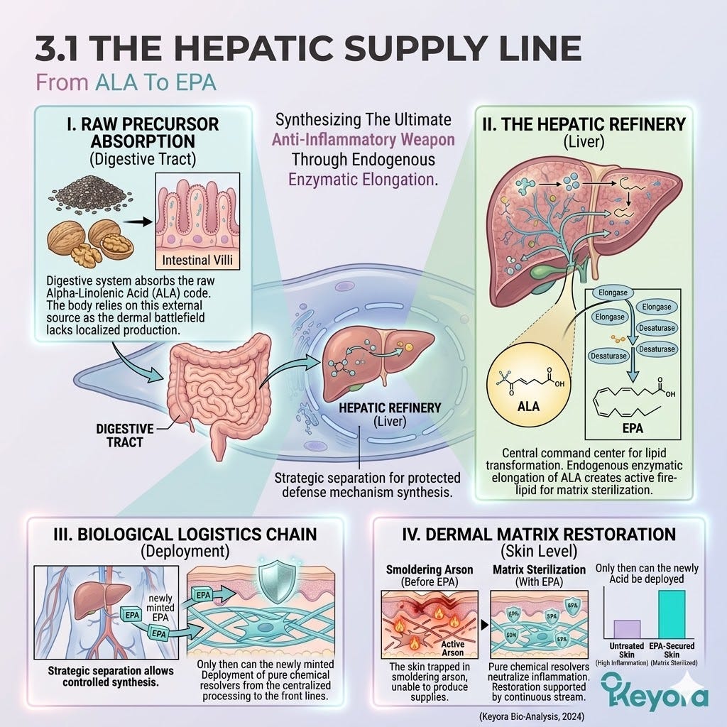 Hepatic Supply Line conversion of ALA to EPA activates the Systemic Regulator, fueling ATP Synthesis to quench the Neuro-Endocrine Storm. Hepatic Supply Line conversion of ALA to EPA activates the Systemic Regulator, fueling ATP Synthesis to quench the Neuro-Endocrine Storm.