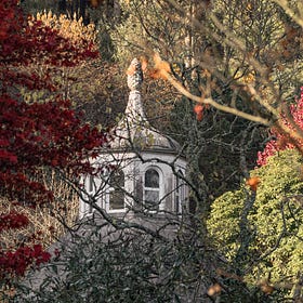 Recreating Ancient Woodland in Your Garden: The Magic of Transitional Gardening