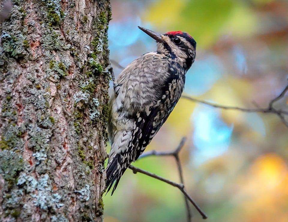 Birds of the Adirondacks: Yellow-bellied Sapsucker on the Heart Lake Trail (10 October 2018). Click for a larger image, opening in a new window. Birds of the Adirondacks: Yellow-bellied Sapsucker on the Heart Lake Trail (10 October 2018). Click for a larger image, opening in a new window.