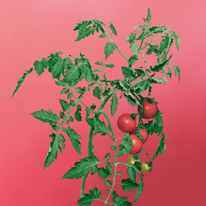 Loewe tomato ads