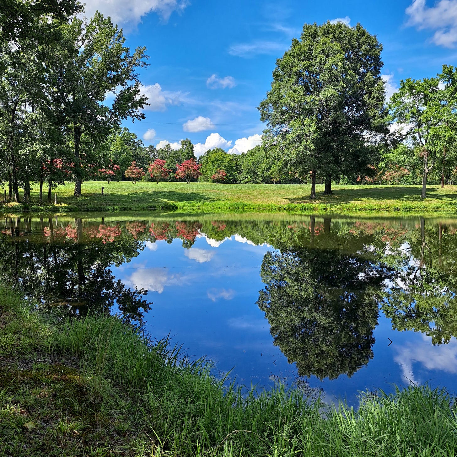 A pond reflecting a blue sky with white clouds, surrounded by green grass and trees in the foreground, with blooming crape myrtles in the distance.