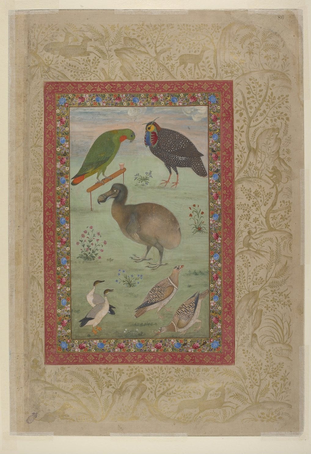 A Mughal album page with a grey dodo standing among other birds, a pheasant, a parakeet, ducks and partridges, on a green ground under a pale sky. A Mughal album page with a grey dodo standing among other birds, a pheasant, a parakeet, ducks and partridges, on a green ground under a pale sky.