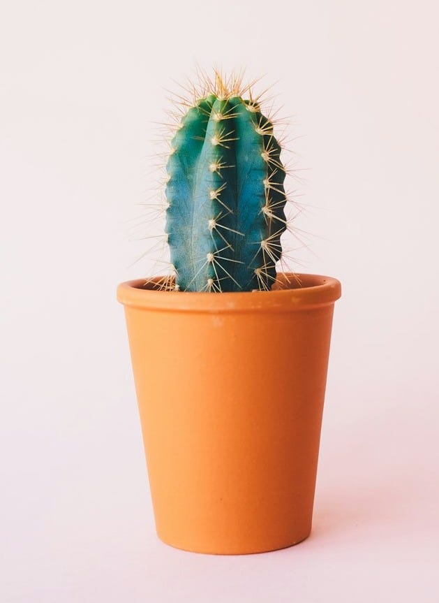 green cactus plant on brown pot
