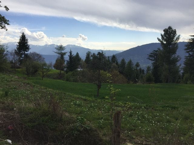 A landscape of trees, mountains and grass all standing in their glory.