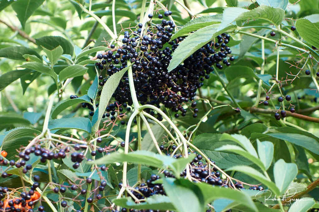 Common Elderberry