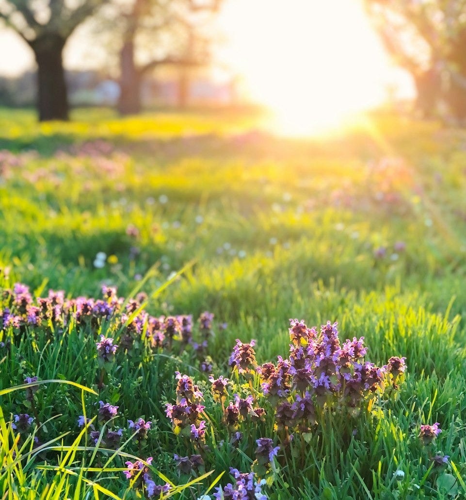 purple flowers on green grass field during daytime