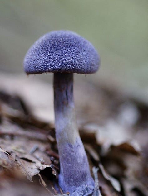 Esemplari di Cortinarius violaceus. Fonte: Pinterest