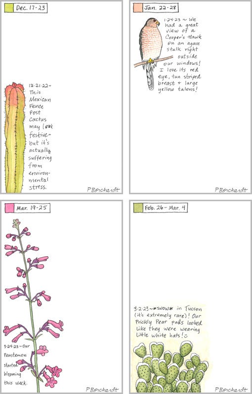 Perpetual Journal entries: Mexican Fence Post Cactus, Cooper's Hawk, Penstemon & snow on Prickly Pear pads (pen & watercolor) Perpetual Journal entries: Mexican Fence Post Cactus, Cooper's Hawk, Penstemon & snow on Prickly Pear pads (pen & watercolor)