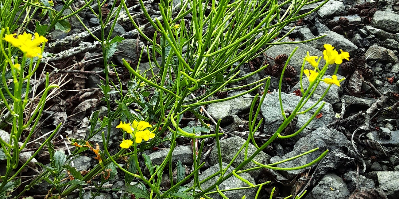 The Power of Botanical Names