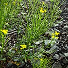 The Power of Botanical Names