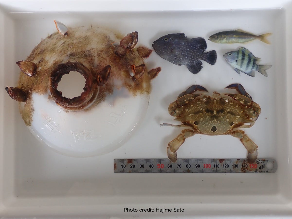 Il mistero del granchio nella bottiglia: come l'inquinamento da plastica  crea trappole invisibili negli oceani