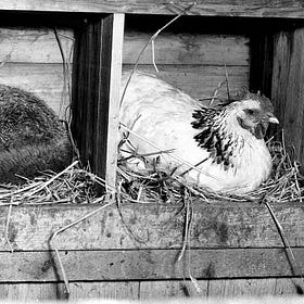 The fox in liberalism’s henhouse