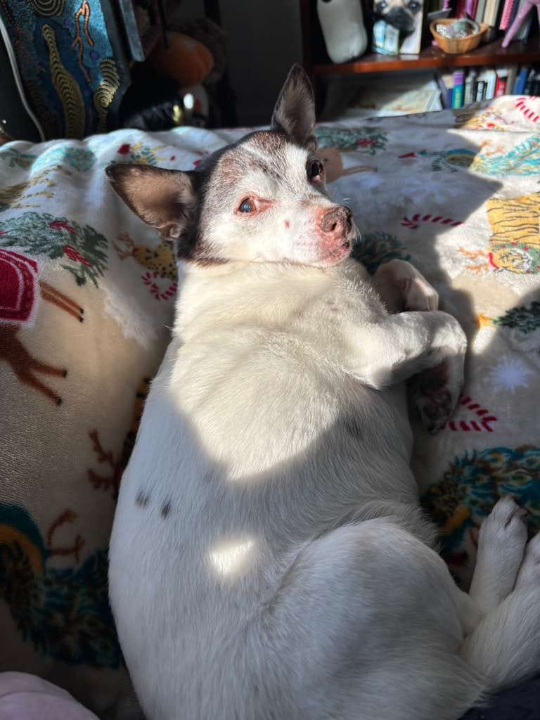 A photo of a sleepy dog blearily looking at the camera