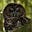 Spotty Owl's avatar