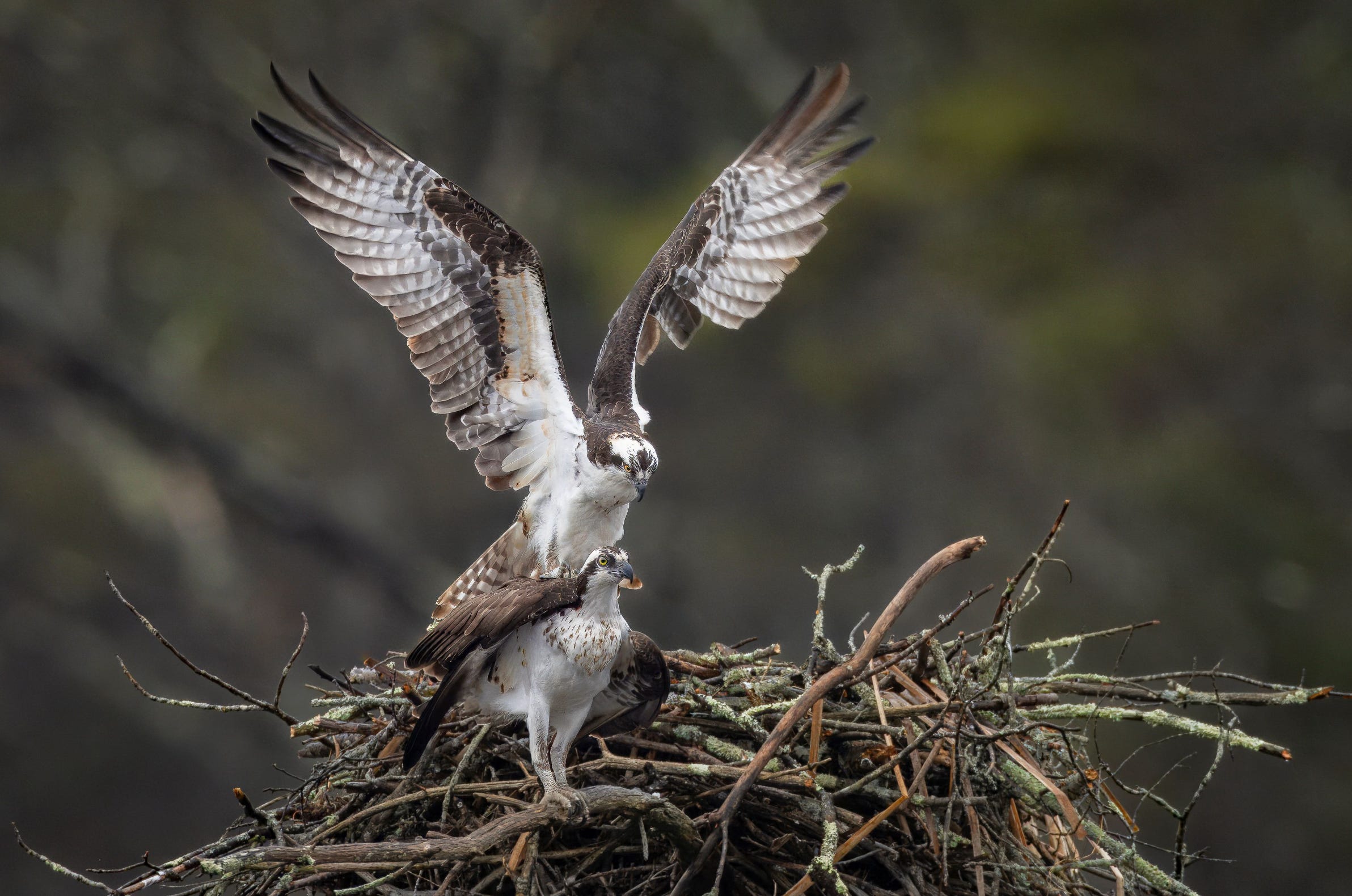 Impactful Bird in Flight Images - by Tony Baldasaro