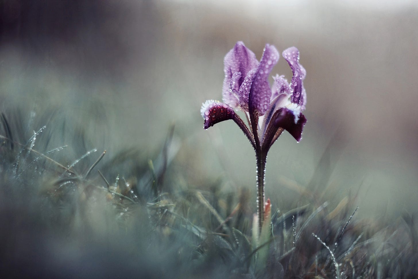 Beautiful, mini purple iris, covered in morning dew, against a misty grey-green background