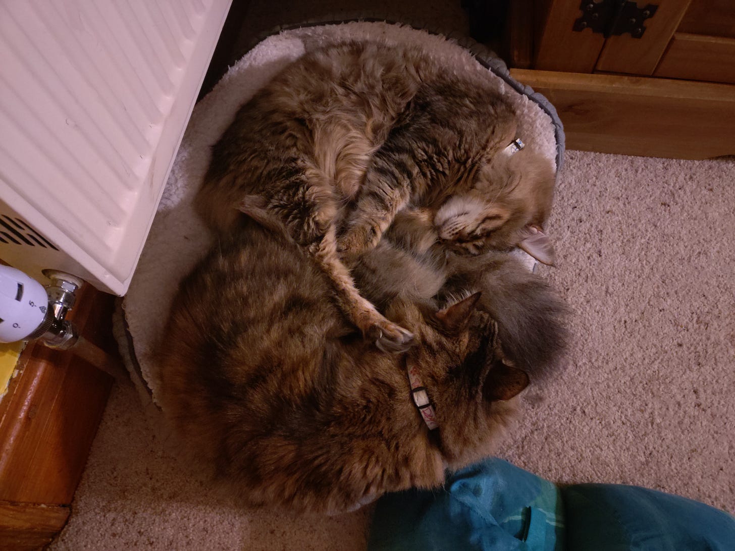 Milly & Rosie curled up, yin/yang style, in their basket next to the radiator