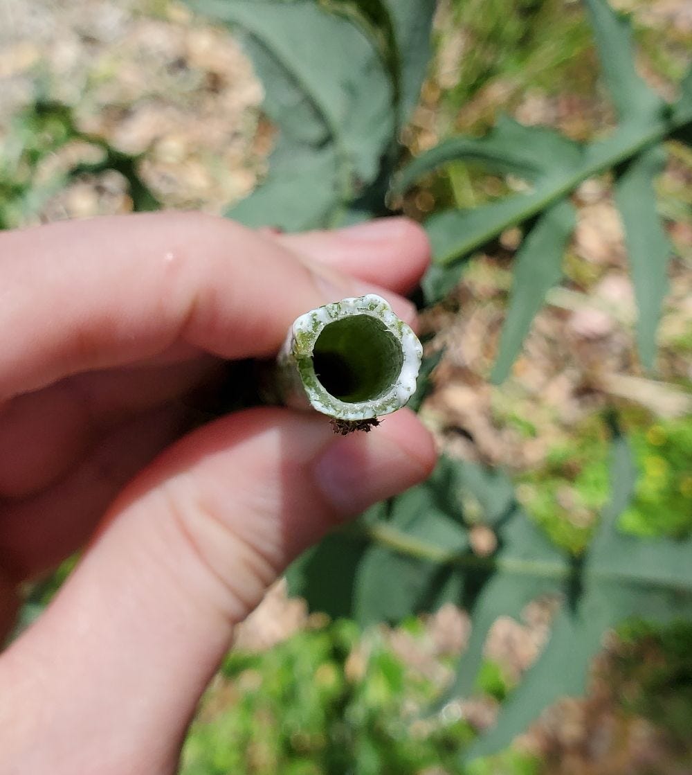 Sonchus [hollow stem] 20221121_113415 sml.jpg