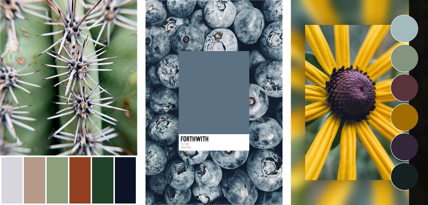 A collage of three favorite color palettes: cactus with desert neutrals, blueberries with cool slate tones, and a black-eyed Susan with rich golden and plum hues. Each palette stands alone.