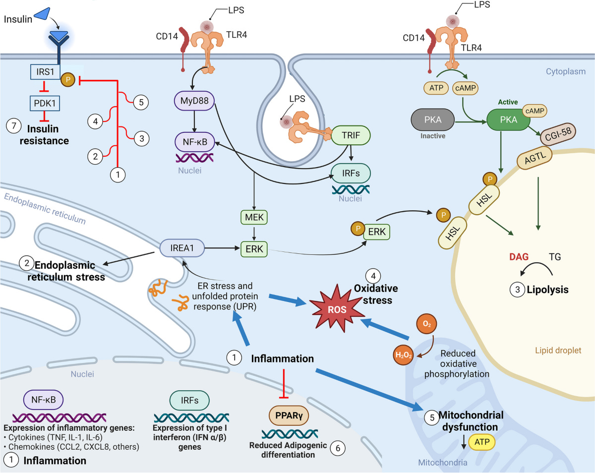 Endotoxin-induced alterations of adipose tissue function: a pathway to bovine metabolic stress | Journal of Animal Science and Biotechnology | Springer Nature Link Endotoxin-induced alterations of adipose tissue function: a pathway to bovine metabolic stress | Journal of Animal Science and Biotechnology | Springer Nature Link