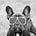 t@j-mahal's avatar