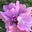 Sallie Serenity's avatar