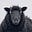 A Black Sheep's avatar